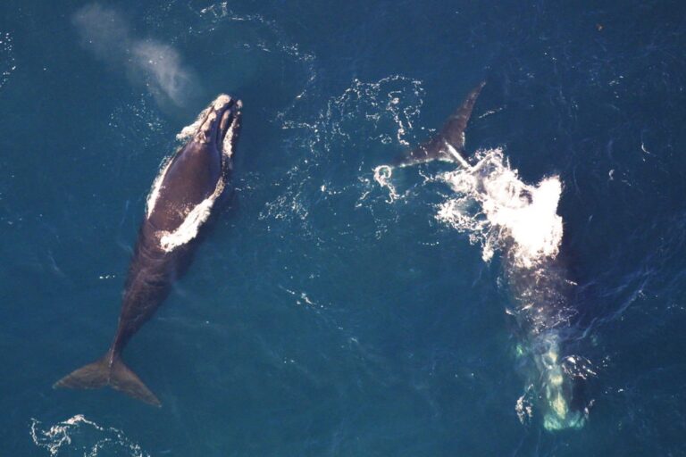 <p>Northern Right Whales surfacing. Photo: NOAA</p>
