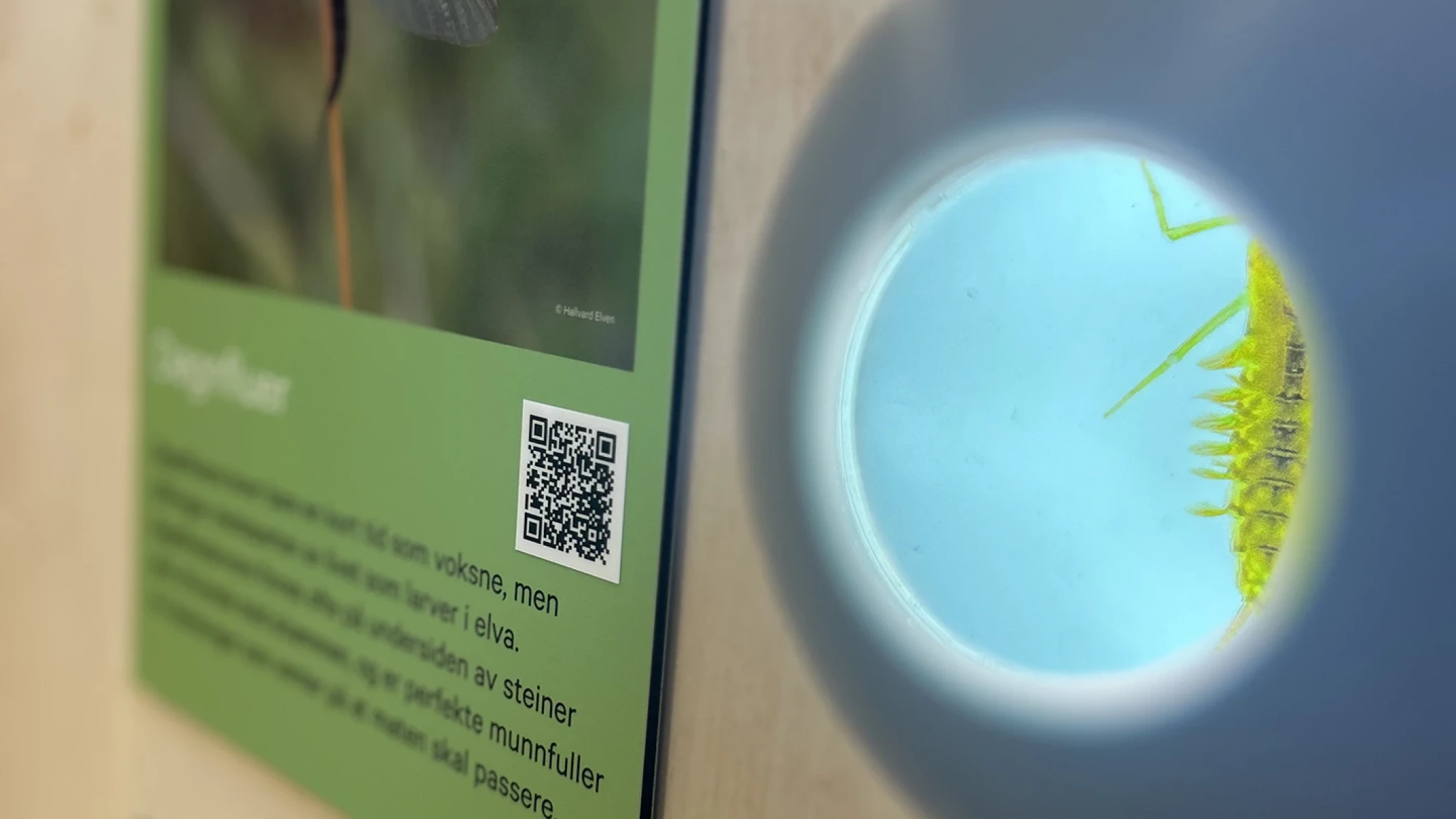 Image of Ephemeroptera as a larve and as an adult.