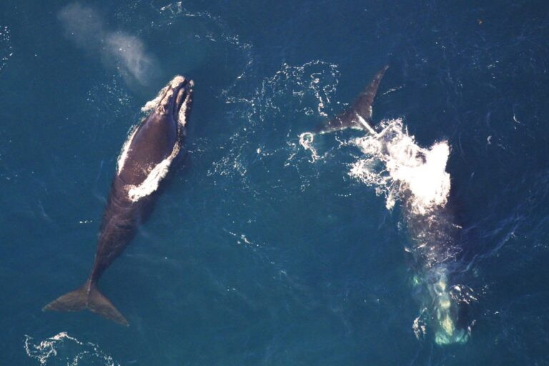 Northern Right Whales surfacing. Photo: NOAA