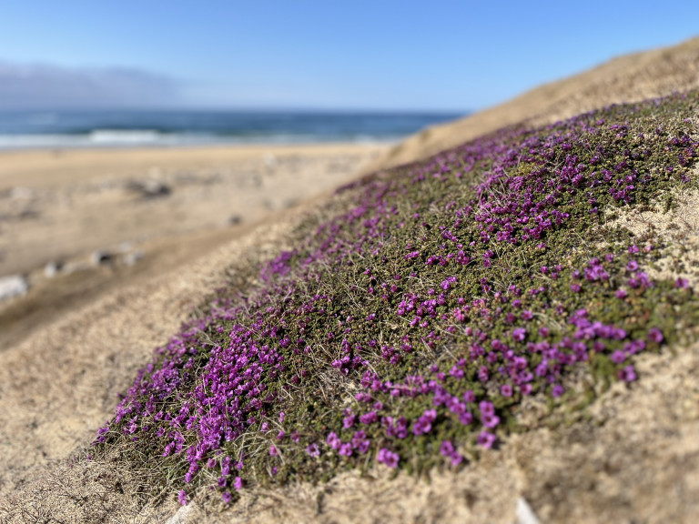 Rødsildre i blomst i Kvalrossfjæra. Foto: Marte Haave/SALT.